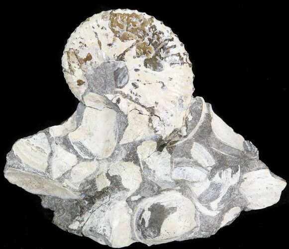 Iridescent Discoscaphites Ammonite - South Dakota #44044